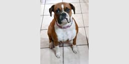 Missy Ii image 1