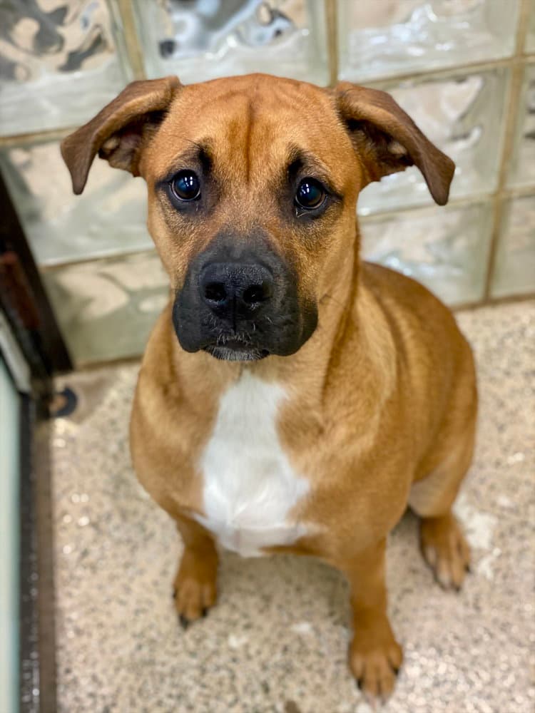 Laredo - Aussie Puppy - Boxer