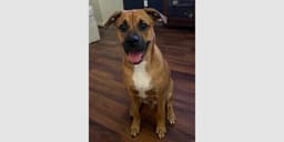 Laredo - Aussie Puppy image 3