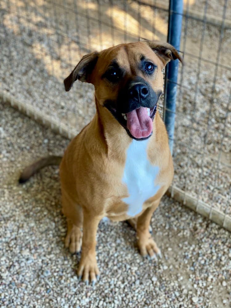Laredo - Aussie Puppy - Boxer