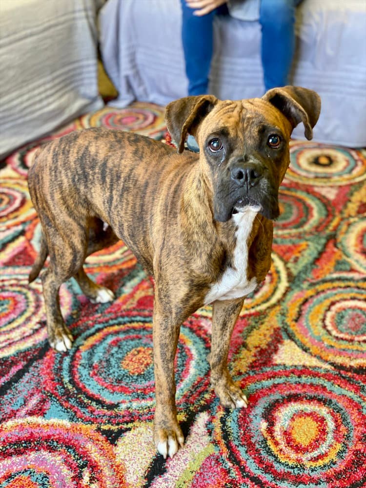 Teague - Boxer