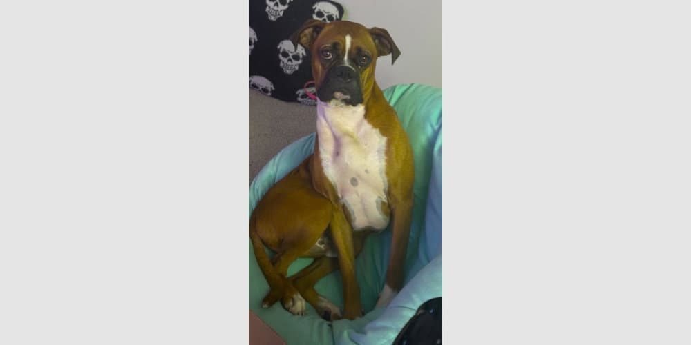 Bruno Viii - Boxer