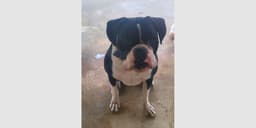Monty Ii image 1