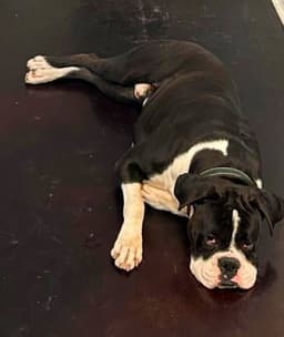 Monty Ii image 2