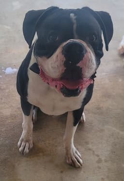 Monty Ii image 3
