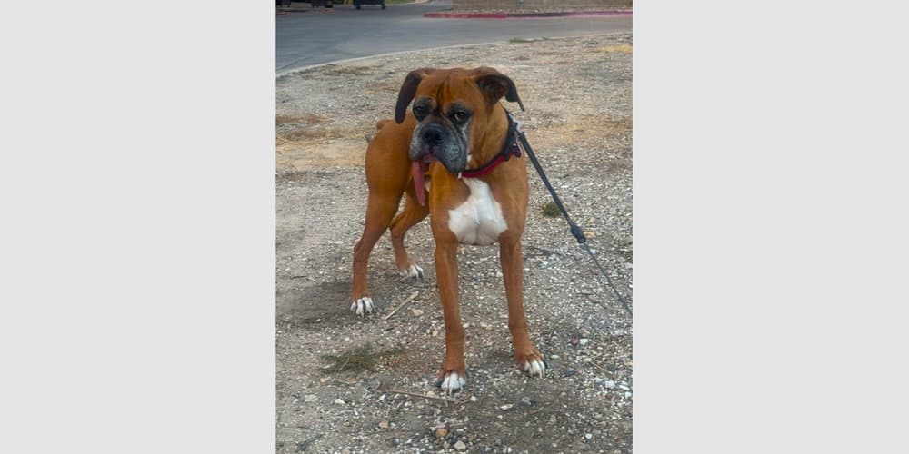 Brodi Iii - Silver Heart - Boxer