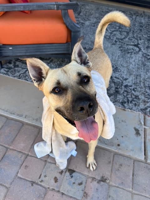 Tatiana - Black Mouth Cur