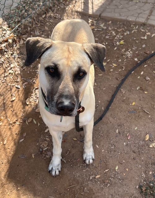 Marcus - Black Mouth Cur