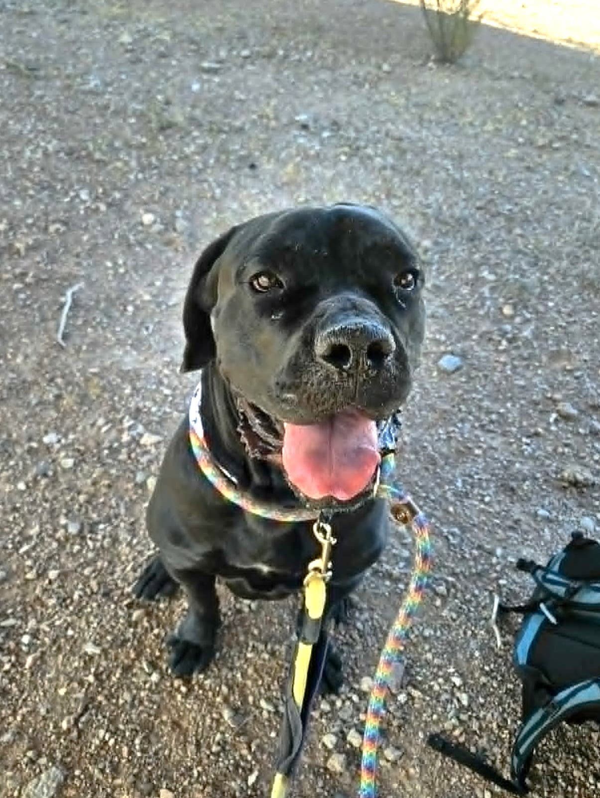 Thor - Cane Corso Mastiff