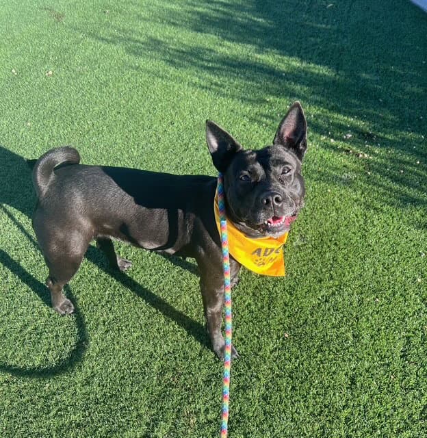 Maria - Australian Kelpie