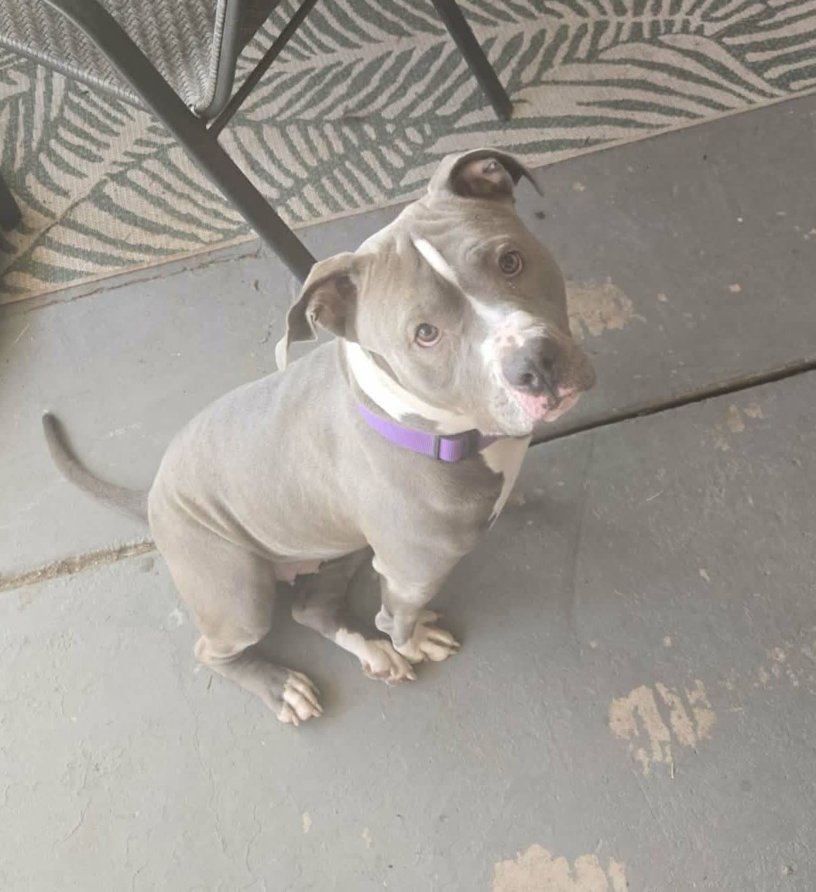 Majesty - American Pit Bull Terrier