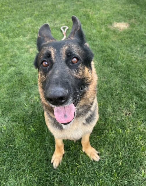Brutus Courtesy Post - German Shepherd Dog