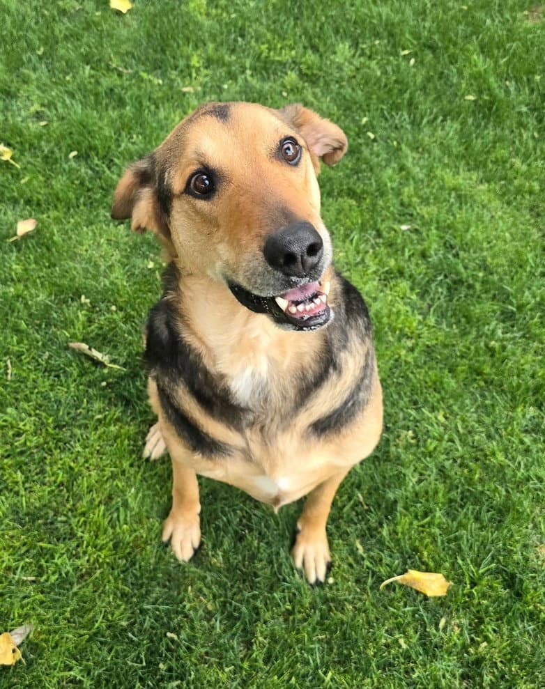 Herbie Courtesy Post - German Shepherd Dog