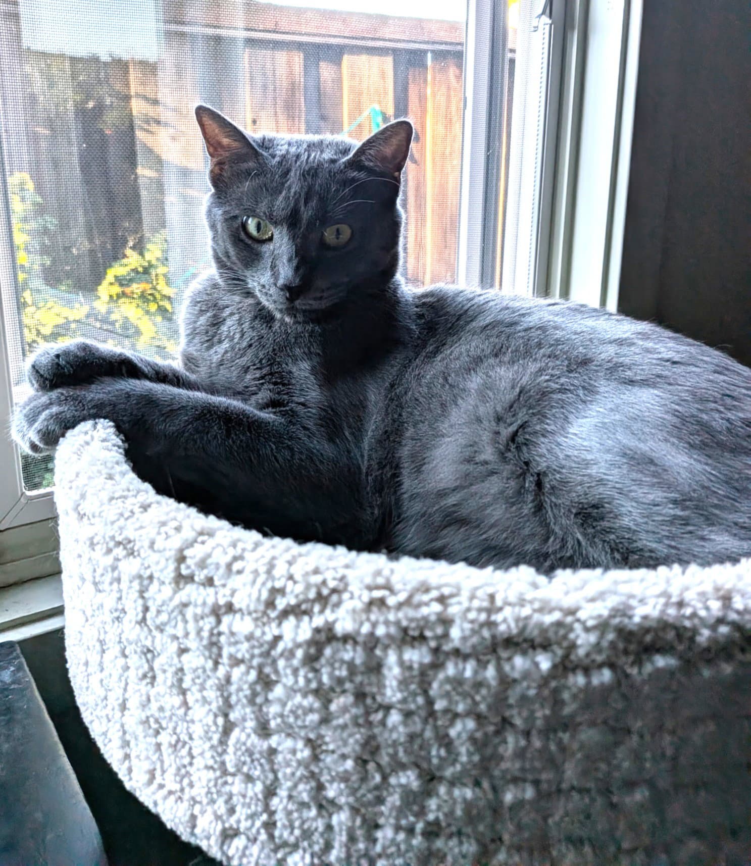 Dusty - Russian Blue