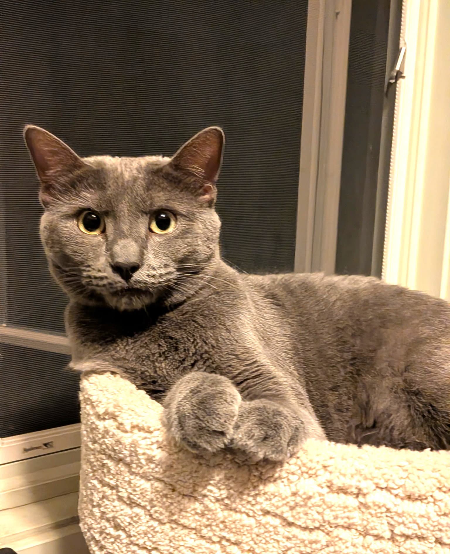Misty - Russian Blue
