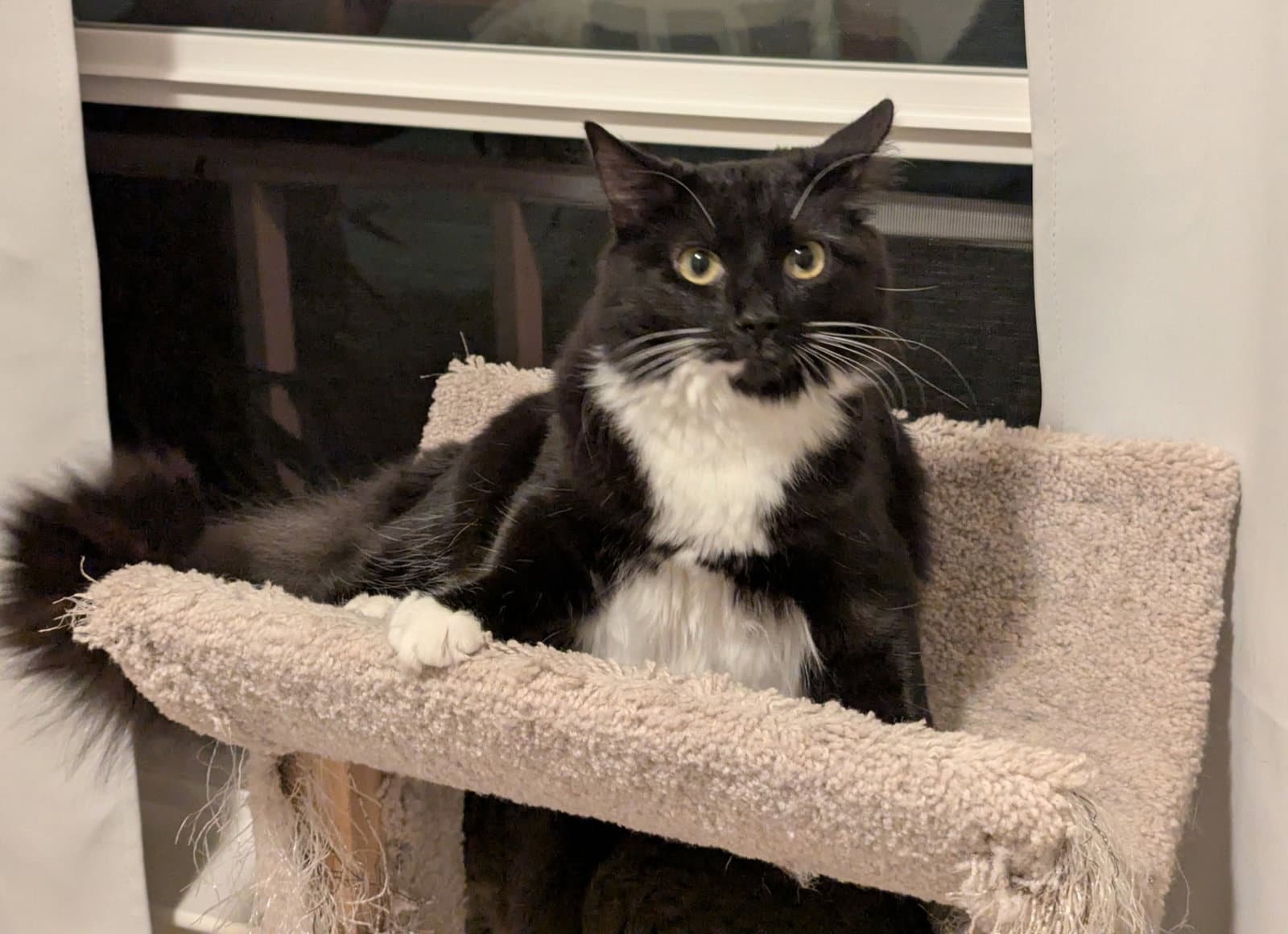Classy - Domestic Medium Hair