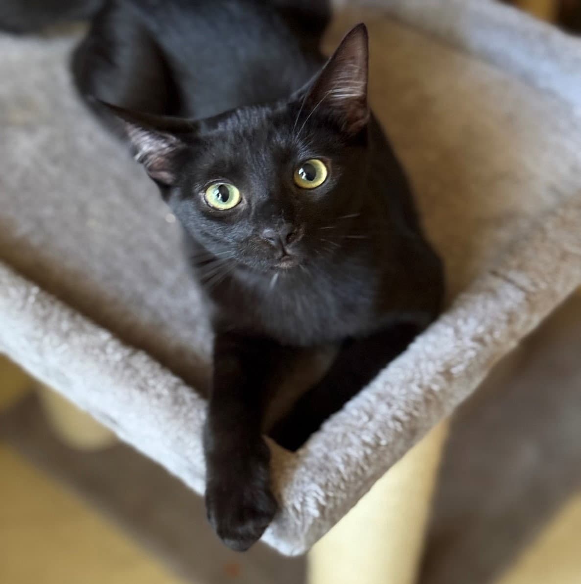 Shadow - Domestic Short Hair