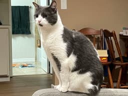 Binx image 2