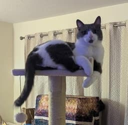 Binx image 1