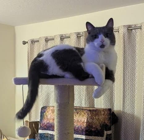Binx - Tuxedo