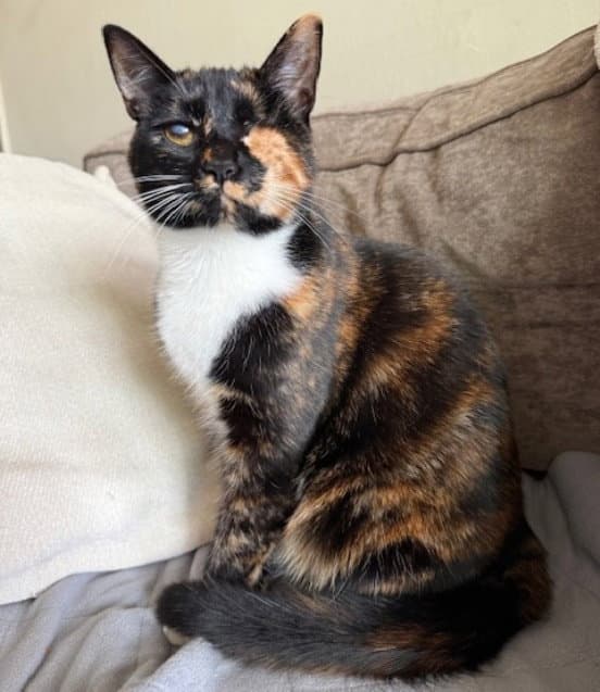 Ella - Tortoiseshell