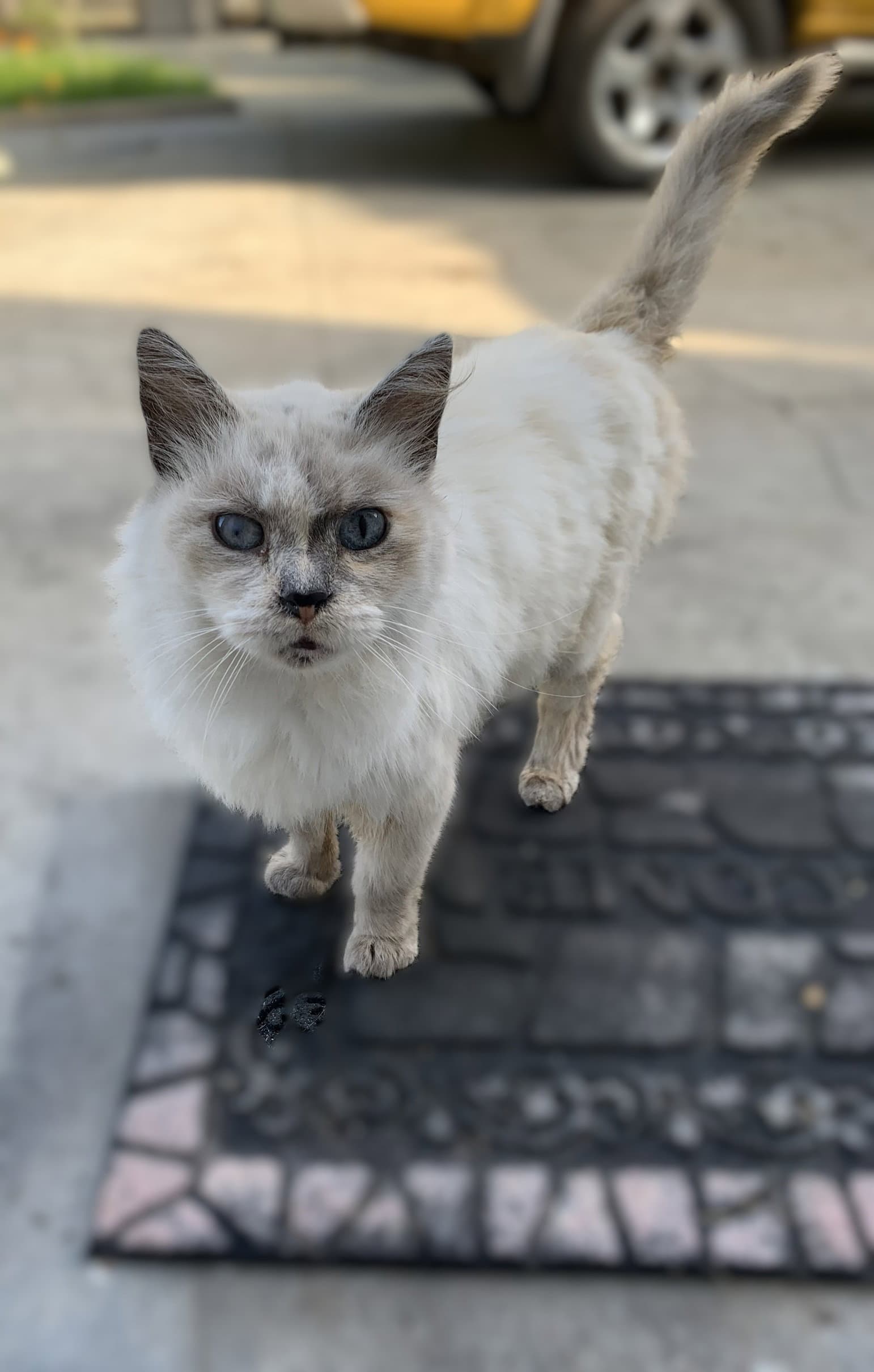 Misty - Domestic Medium Hair