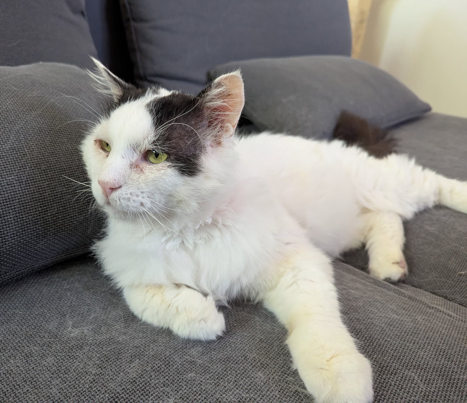 Angus - Domestic Medium Hair