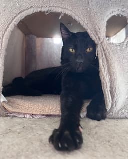 Pye image 2