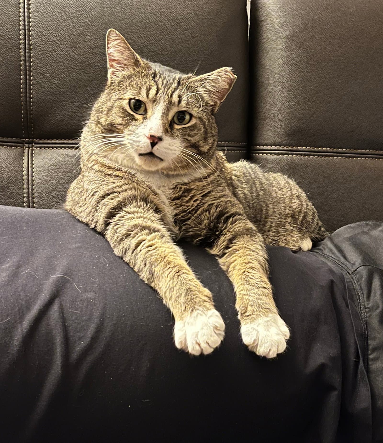 Mr Bagel - Tabby