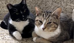Angel  Pepper Bonded Pair image 1