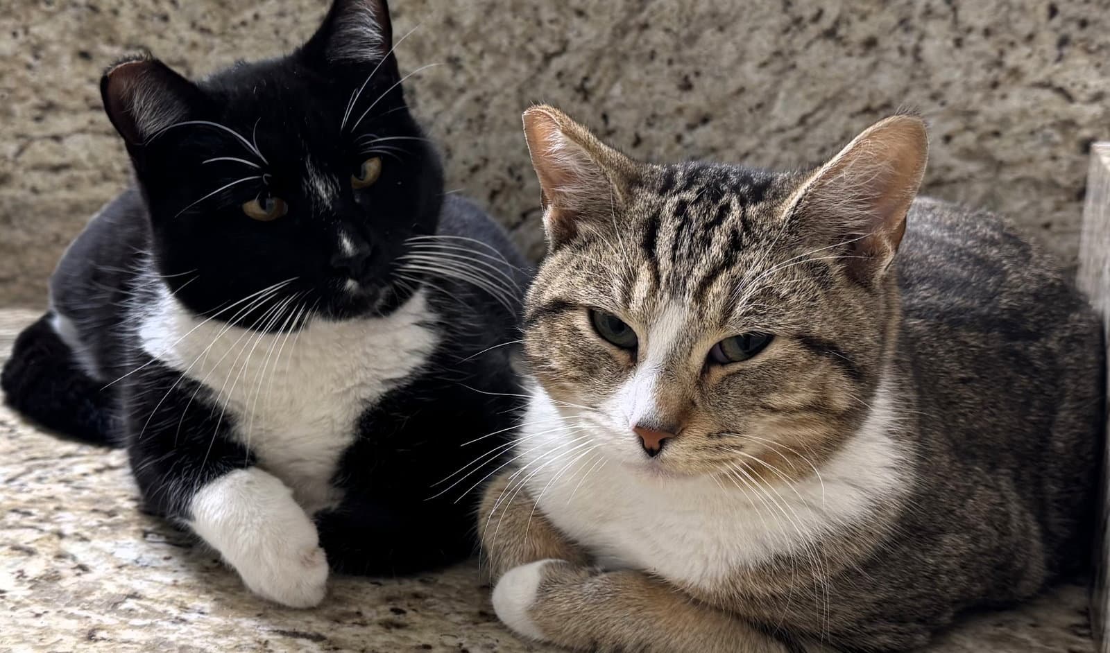 Angel  Pepper Bonded Pair - Domestic Short Hair