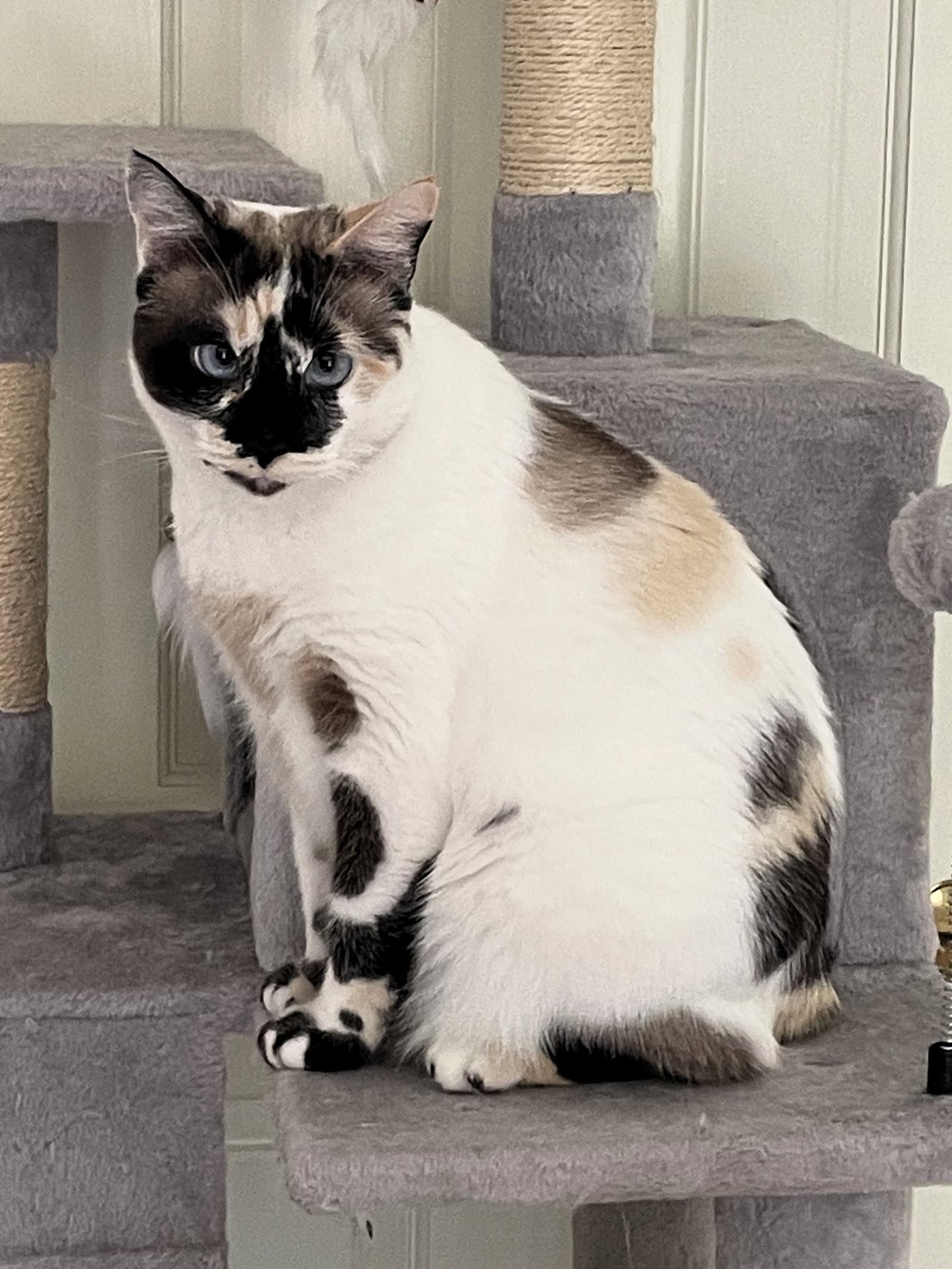 Philomena - Siamese