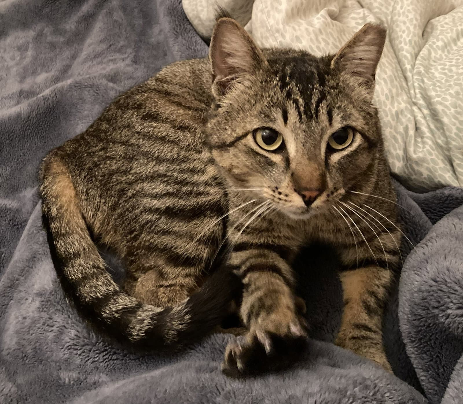 Arlo - Domestic Short Hair