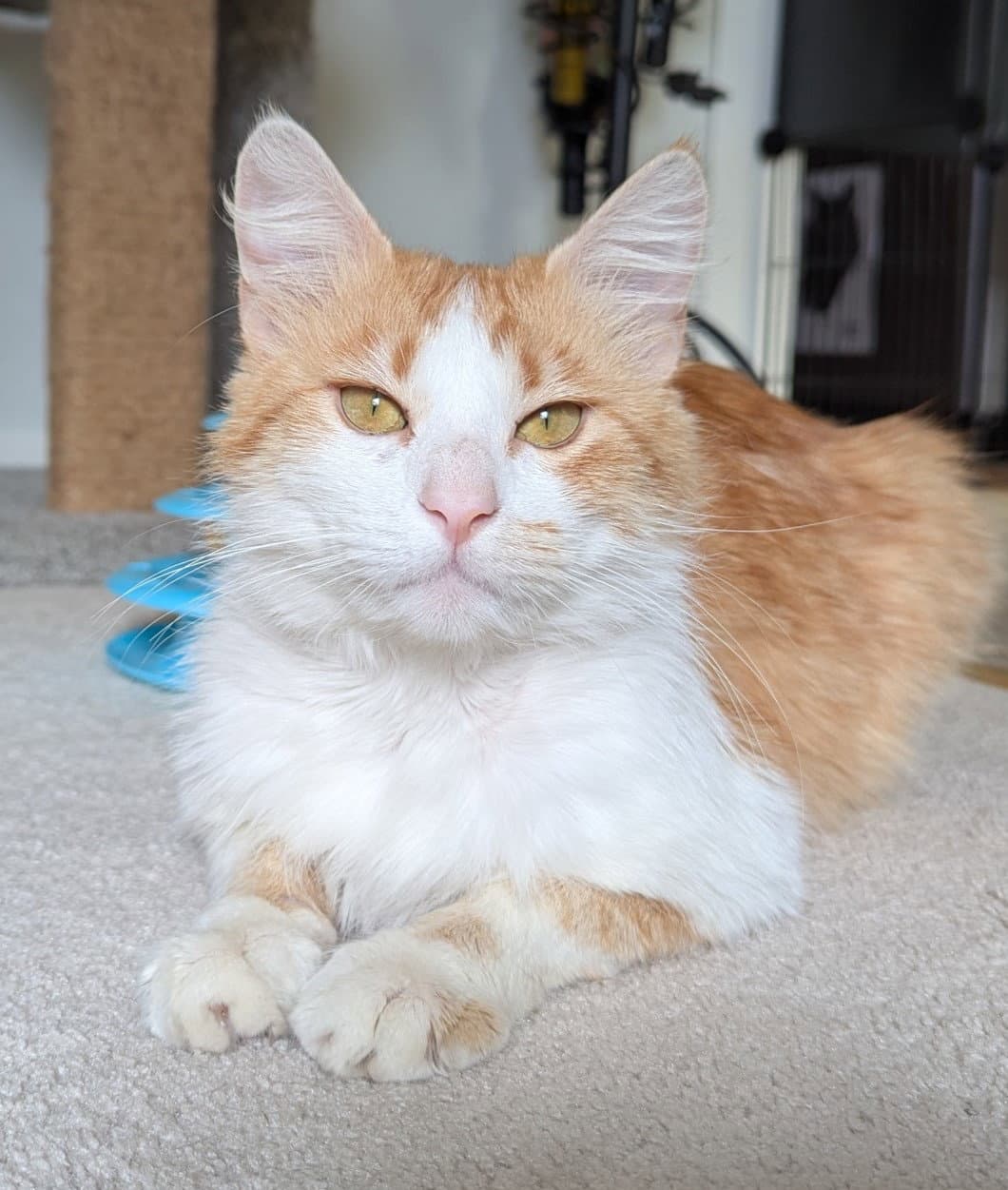 Syracuse - Domestic Long Hair