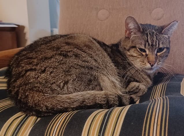 Fortune - Tabby