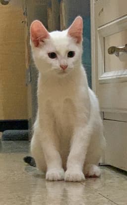 Olaf image 2