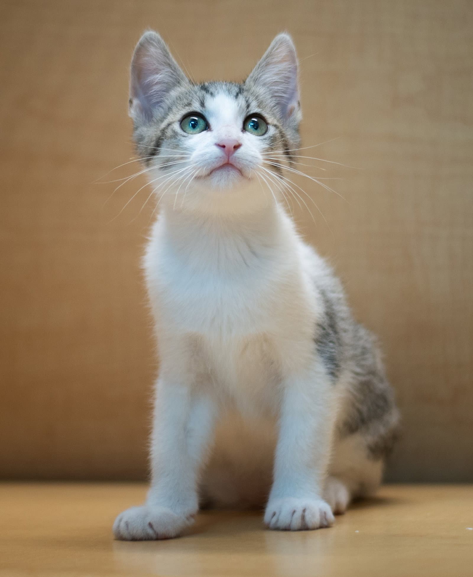 Sven - Domestic Short Hair