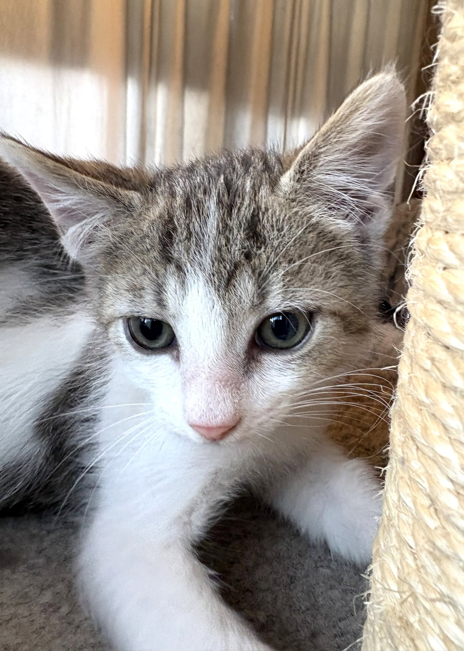 Vincent - Tabby