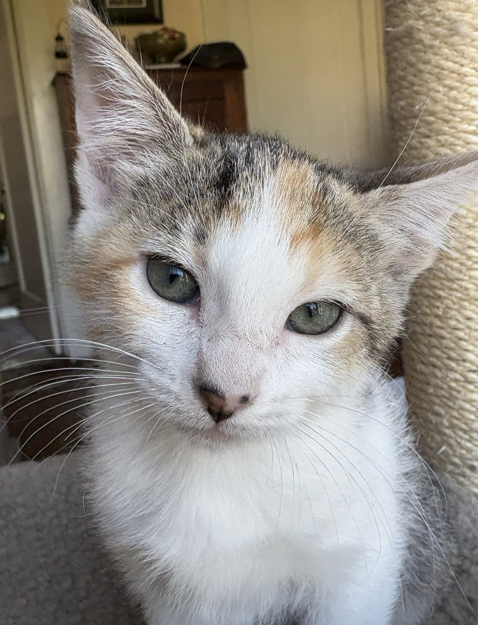 Desiree - Dilute Tortoiseshell