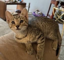 Stella image 2