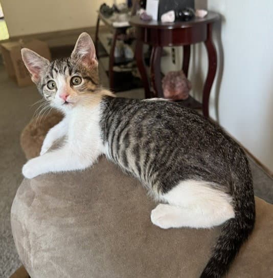 Emily - Tabby