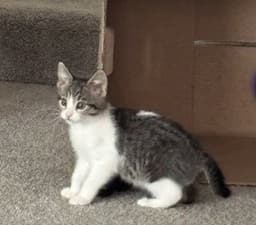 Emily image 3