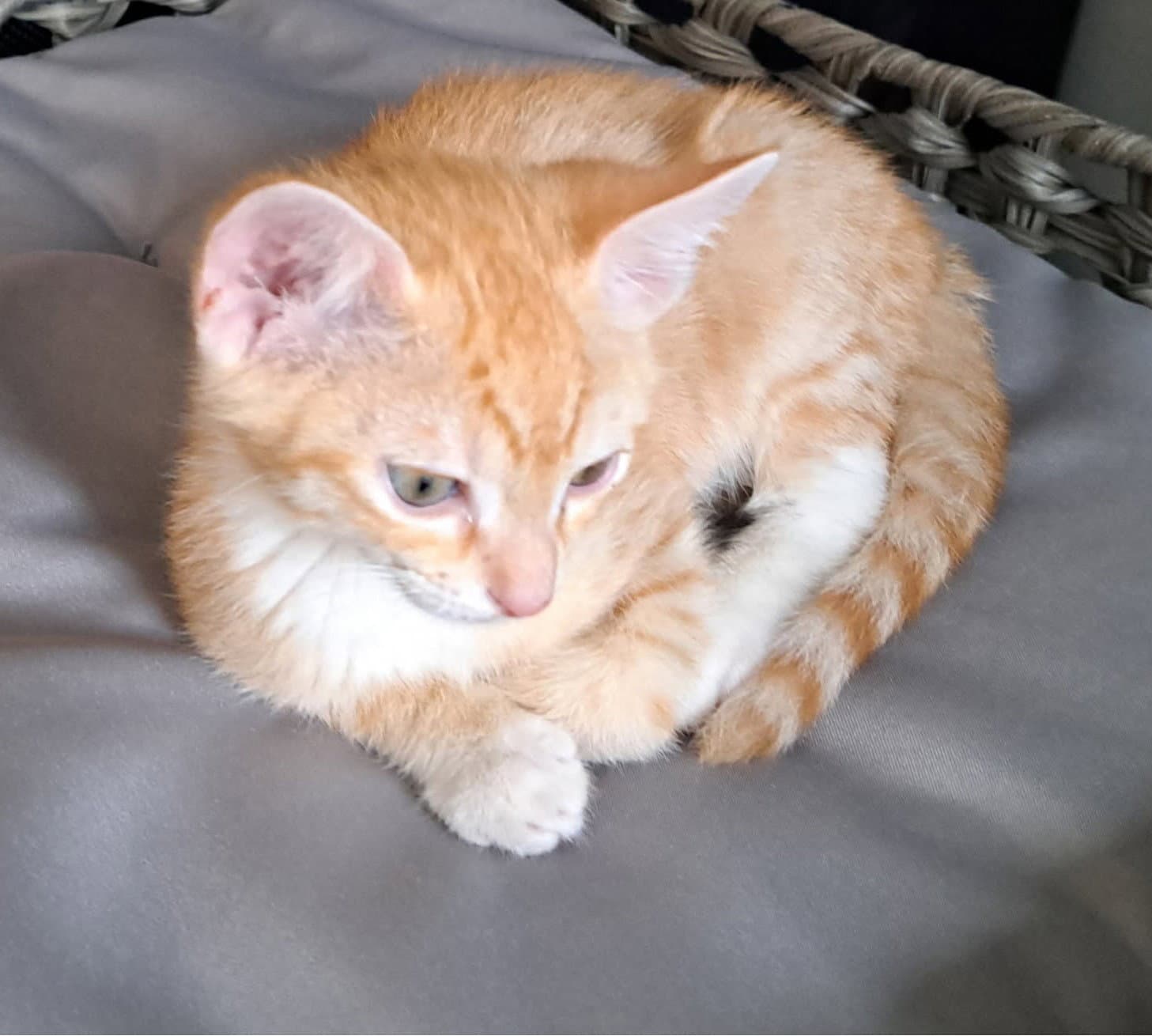 Marmalade - Tabby
