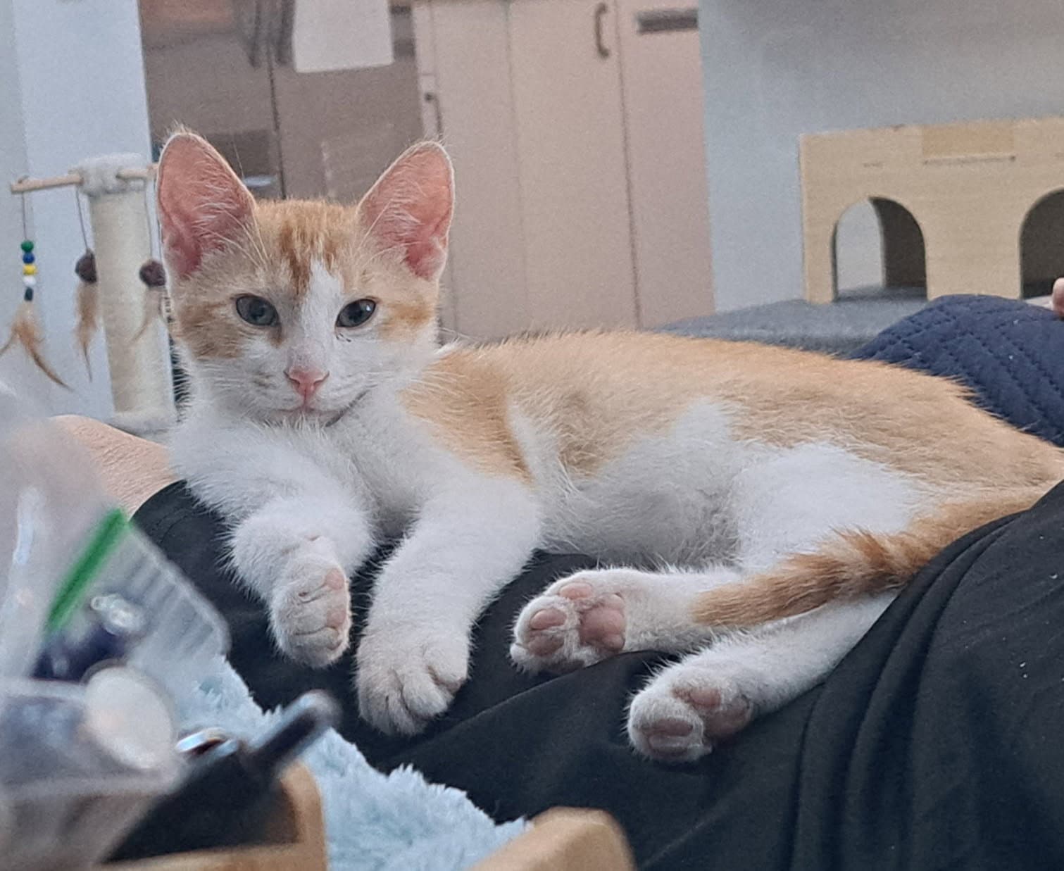 Copper - Tabby
