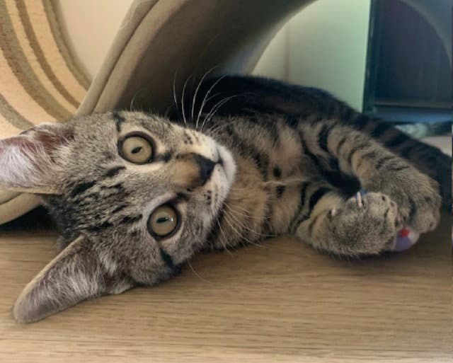 Waffles - Tabby