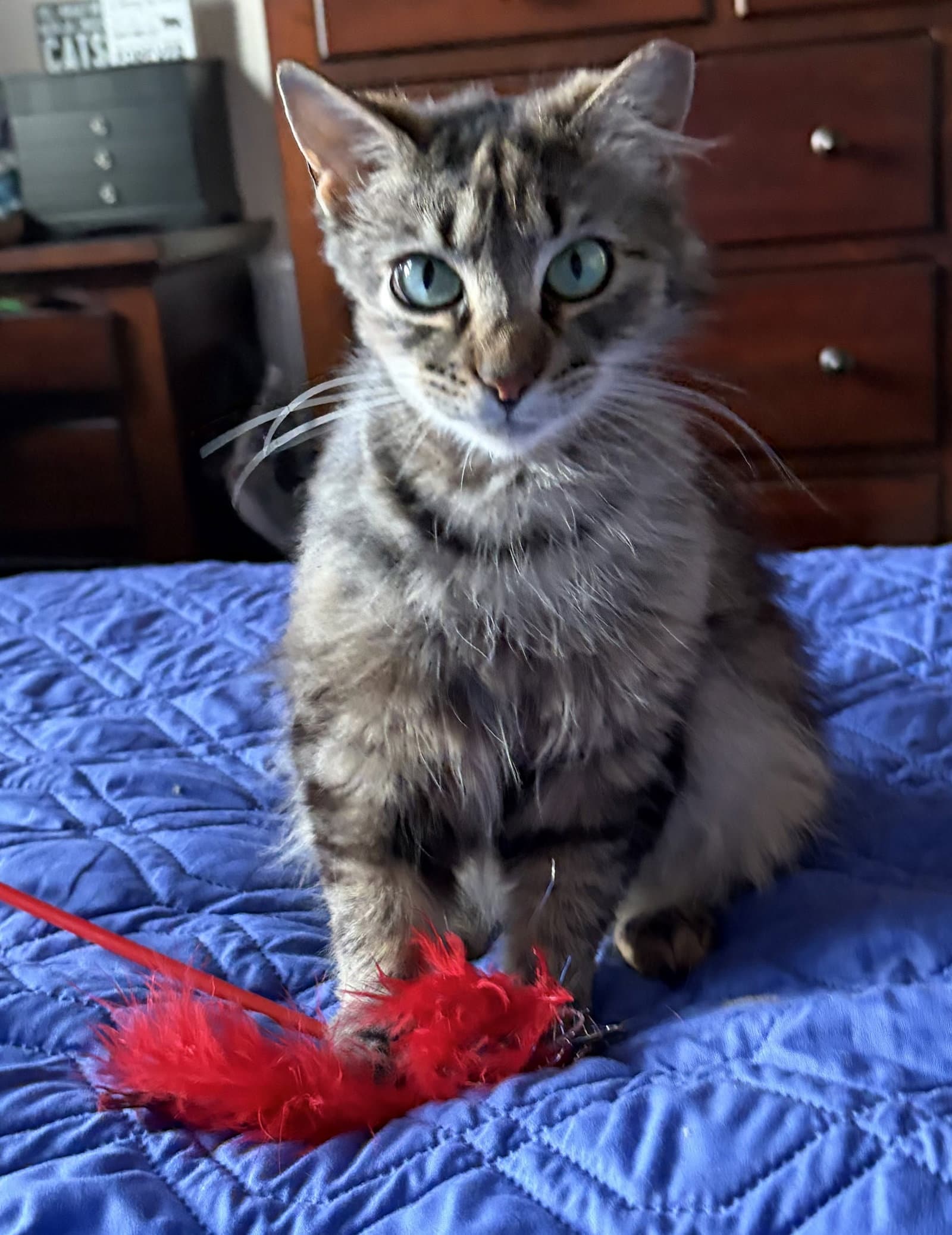 Donut - Domestic Long Hair