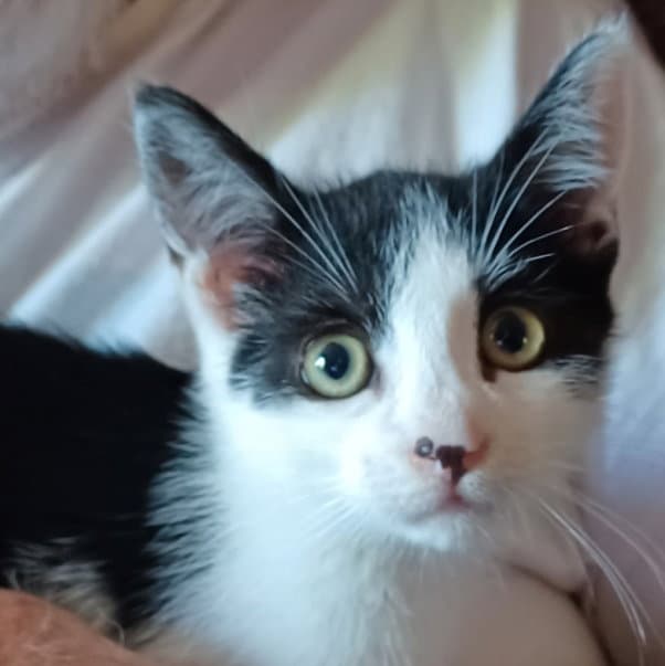 Benjamin - Domestic Short Hair