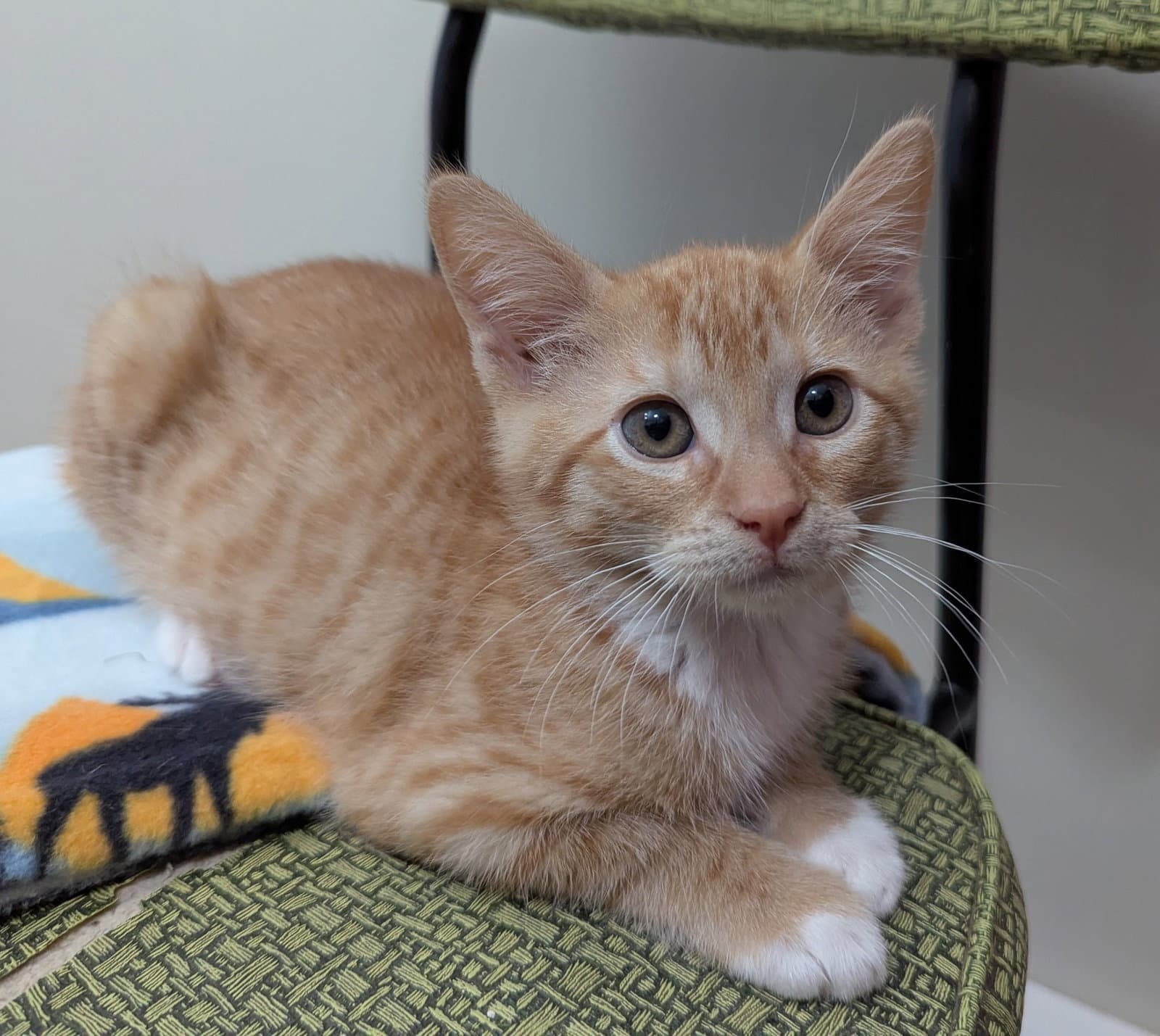 Loki Loe - Domestic Short Hair