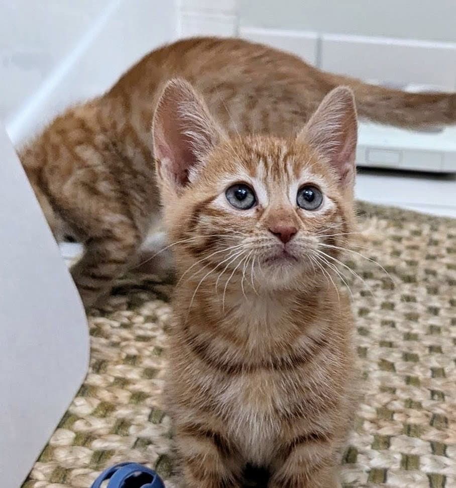 Dosa Doe - Domestic Short Hair