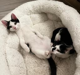 Dexter And Deedee image 1